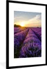 MuchoWow® Gerahmtes Poster Lavendel - Blumen - Produktbild-Vorschau 1