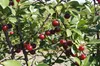 Prunus 'Porthos'® Einzigartiger Kirschstrauch, 3 Liter Topf Produktbild-Vorschau 2