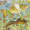 Puzzle dei paesaggi dell'ecosistema acquatico europeo - 50 Anteprima dell’immagine prodotto 6