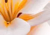 Akustikbild Blumen Lilien 200x100 cm Bilder Akustikschaum Produktbild-Vorschau 3