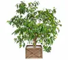 A potted ficus tree in a wooden planter. Voir les images du produit