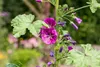 A close-up of a flowering plant with purple and pink flowers and green leaves. Produktbild-Vorschau