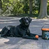 Dog Comets Meteor Shower (Seau avec 6 balles de jeu M Voir les images du produit 5