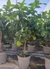 Sunny Tree - Zitronenbaum große 90 Zentimeter - Citrus Produktbild-Vorschau 4