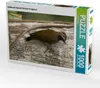 CALVENDO Puzzle Gelbbauch Specht (Veniliornis dignus) | Produktbild-Vorschau 1