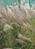 6 x  Miscanthus sin. 'Krater' - Chinaschilf - Topf 9 x 9 cm Produktbild-Vorschau 3