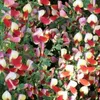 2 x  Edelginster  - Cytisus 'Palette'  | 40-60 cm in Produktbild-Vorschau 1