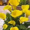 Bulbes de callas, résistants au froid, vivaces - Voir les images du produit 4