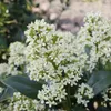 Skimmia japonica Finchy - Blüte Weiß - 40+ Blüten - 2 Produktbild-Vorschau 4