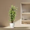 Drzewo smocze Dracaena Lemon Lime - wysokosc 150cm - Podgląd zdjęcia produktu 4