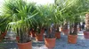 Palmengruppe Trachycarpus Fortunei Palme mehrstämmig, Produktbild-Vorschau 2