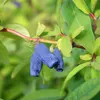Honigbeere ´BLUE VELVET®´ 20-30 cm, cont. 2,5 l Produktbild-Vorschau 3