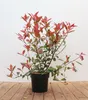 Photinia fraseri 'Carré Rouge', Glanzmispel, rot, 60–80 cm Produktbild-Vorschau 1