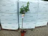 Fíkovník - Ficus carica Verdal cca 200 cm - kmen 6-8 cm Náhled obrázku produktu 2