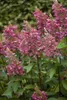Hydrangea paniculata 'Pinky Winky', Rispenhortensie, Produktbild-Vorschau 4