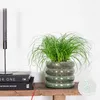 Bloomique - Cyperus Zumula - Katzengras Fertig Gewachsen - Produktbild-Vorschau 2