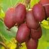 A close-up of a cluster of red kiwis on a vine with green leaves. Produktbild-Vorschau