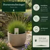 Horstrotschwingel festuca rubra commutata 1kg Produktbild-Vorschau 4