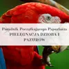 Guide ParrotPlanet - Toilettage du tibia et du plumage - Voir les images du produit 9