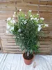 [Palmenlager] - XL Oleander 140 cm -Hochstamm - WEIß - Produktbild-Vorschau 3