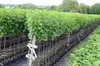 Titania (S) schwarze Johannisbeere Hochstamm ca 80-90 cm Produktbild-Vorschau 3