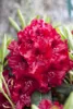 Rhododendron Hybride Erato 40-50 cm, im Topf, immergrün Produktbild-Vorschau 2