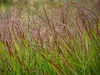 Stauden Gänge 1 x Panicum virgatum 'Squaw' im 1 Liter Topf Produktbild-Vorschau 7