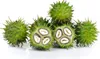 A pile of green, spiky castor bean pods, with one pod cut in half to reveal the seeds inside, on a white background. Produktbild-Vorschau