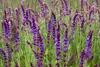 SAFLAX  -- Salvia - 60 semi - Con substrato - Salvia Anteprima dell’immagine prodotto 6