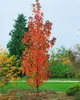 A young tree with vibrant red and orange autumn leaves stands in a garden setting, with other trees and a green lawn in the background. Produktbild-Vorschau