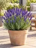 1. Levanduľa 'Hidcote', 15–20 cm – Lavandula angustifolia, Náhľad obrázku produktu 3