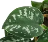 Dehner Gefleckte Efeutute, Scindapsus pictus Argyraeus, Produktbild-Vorschau 2