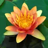 Lawana Seerose Nymphaea Sioux Orange - in Kokosfasern Produktbild-Vorschau 1