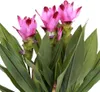 Bloomique - Lot de 2 - Curcuma Siam - Curcuma ornemental - Voir les images du produit 3