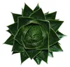 Aloe "Cosmo" - gu?ovitá aloe - 12cm kvetiná? - sukulentná Náhľad obrázku produktu 2