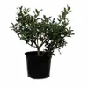 2 x agrifoglio dell'Alaska - Ilex aquifolium 'Alaska' | Anteprima dell’immagine prodotto 2