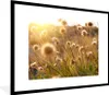 MuchoWow® Gerahmtes Poster Pflanzen - Natur - Blumen - Produktbild-Vorschau 1