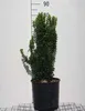 Euonymus jap. 'Benkomasaki' ( erecta) - Arbuste à ailes de Voir les images du produit 1