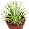 Agave striata var. nana - Agave striata - 12cm kvetiná? Náhľad obrázku produktu 2