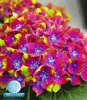 BALDUR Garten 1x Freiland-Hortensie 'SAXON® Schloss Produktbild-Vorschau 1
