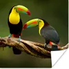 MuchoWow® Poster Vögel - Tukan - Zweig - Tiere - Regenbogen Produktbild-Vorschau 1