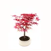 Bonsai Klon japoński Acer Deshojo  w ceramicznej doniczce Podgląd zdjęcia produktu 1