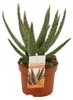 Aloe zebrina Danyz - Aloe mit orange-roten Rändern - Produktbild-Vorschau 3