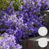3er-Set - Campanula Ambella Lavender - Glockenblume - Produktbild-Vorschau 2