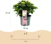 Green boutiQ - Balkonpflanze - Hortensie - Hydrangea Produktbild-Vorschau 4