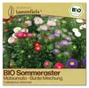 Samenliebe Semi biologici di aster | Matsumoto - colorati e Anteprima dell’immagine prodotto 1