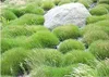 A garden scene with clumps of ornamental grass and a large rock. Produktbild-Vorschau