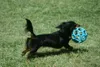 JW Gitterball, speelgoed voor honden, netbal, Hol-EE Productafbeelding-voorbeeld 17