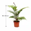 Fougère arborescente australienne Cyathea Australis, 80-100 Voir les images du produit 5