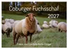 Coburger Fuchsschaf (Wandkalender 2027 DIN A2 quer), Produktbild-Vorschau 1